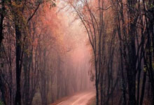 米兰娱乐 -勒沃库森维尔茨个人资料